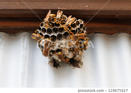 The nest of Ashana-nagi 128675827