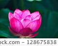 Lotus 128675838