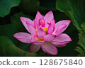 Lotus 128675840