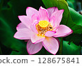 Lotus 128675841