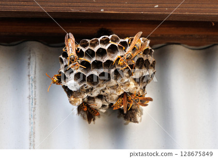 The nest of Ashana-nagi 128675849