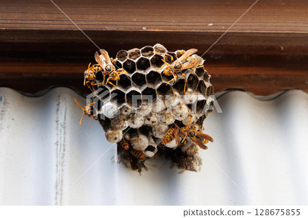 Ashana-nagi的巢 128675855