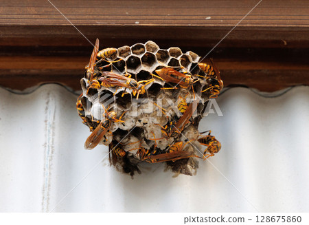 The nest of Ashana-nagi 128675860
