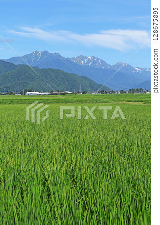 Summer in the Northern Alps, Ushiro-Tateyama mountain range 128675895