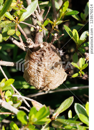 螳螂卵產在樹枝上 128676014