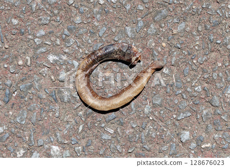 死蚯蚓 死蚯蚓 128676023