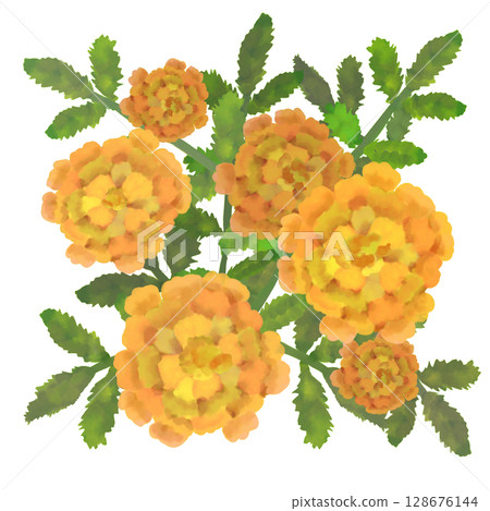 萬壽菊花(水彩風格) 萬壽菊花(水彩風格) 128676144