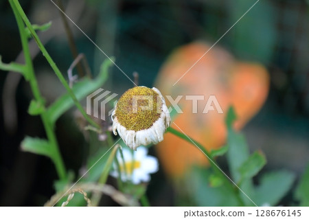 Finished blooming chrysanthemum flowers Finished blooming chrysanthemum flowers 128676145
