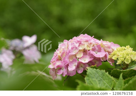 Softly blooming pale pink hydrangea on a green background 128676158