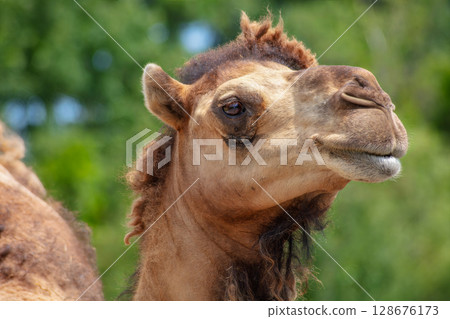 Camel Portrait Close Up Head Desert Animal Wildlifecamel, portrait, close up, head, face, animal, wildlife, desert, mammal, dromedary, Arabian camel, one hump, brown, fur, hair, eye, nose, mouth, 128676173