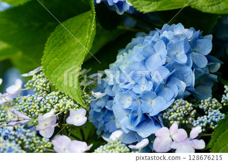 雨季盛開的美麗藍色繡球花，初夏的花朵 128676215