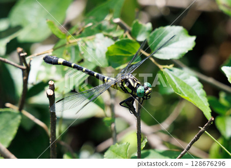 Onyangma stopping on branches Onyangma stopping on branches 128676296