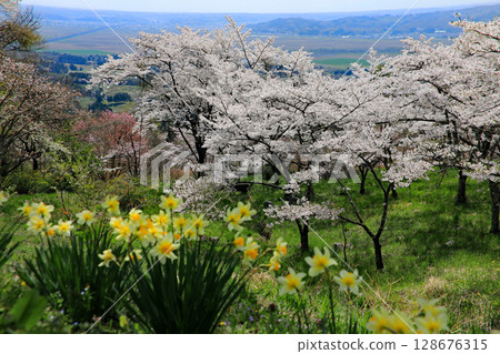 Saigyo Sakura Forest in full bloom Saigyo Sakura Forest in full bloom 128676315