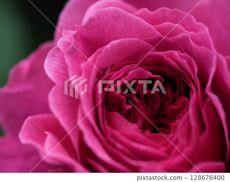 「加布里埃爾橡樹」是五月盛開的粉紅色玫瑰。 128676400