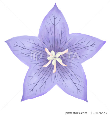 Bellflower flower (watercolor style) 128676547