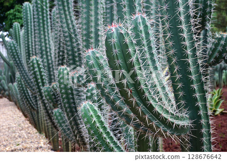 big cactus tree in garden 128676642