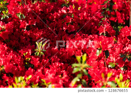 鮮豔盛開的紅杜鵑花② 鮮豔盛開的紅杜鵑花② 128676655