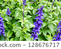 Beautifully blooming blue salvia 128676717