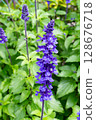 Blue-purple salvia 128676718