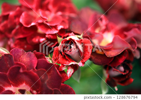 春天玫瑰的美麗世界 128676794