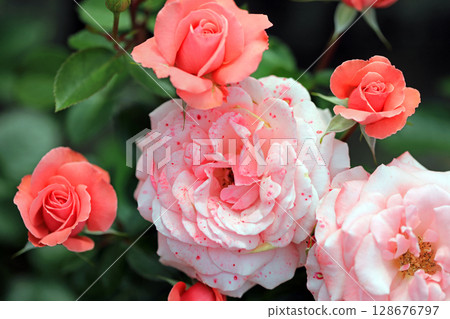 The beautiful world of spring roses 128676797