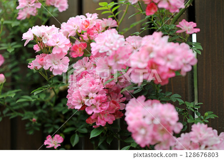 The beautiful world of spring roses The beautiful world of spring roses 128676803