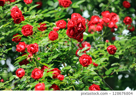 The beautiful world of spring roses 128676804