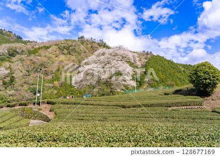 靜岡縣島田市川根町茶園中的一棵樹齡 300 年的櫻花樹“牛台水目櫻” 128677169