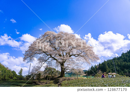 Mizume Sakura, Ushidai, a 300-year-old cherry tree in a tea field in Kawane-cho, Shimada City, Shizuoka Prefecture Mizume Sakura, Ushidai, a 300-year-old cherry tree in a tea field in Kawane-cho, Shimada City, Shizuoka Prefecture 128677170