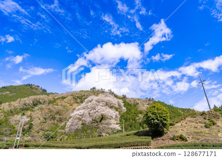 靜岡縣島田市川根町茶園中的一棵樹齡 300 年的櫻花樹“牛台水目櫻” 128677171