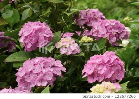 A close-up of lots of bright pink fluffy hydrangeas 128677266
