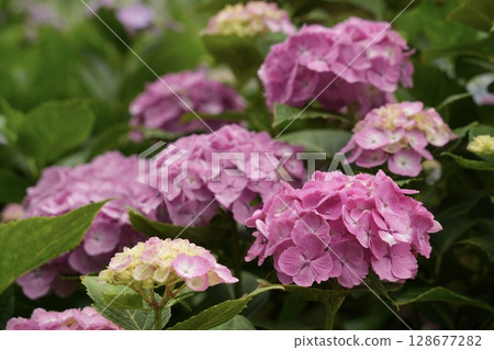 A close-up of lots of bright pink fluffy hydrangeas 128677282