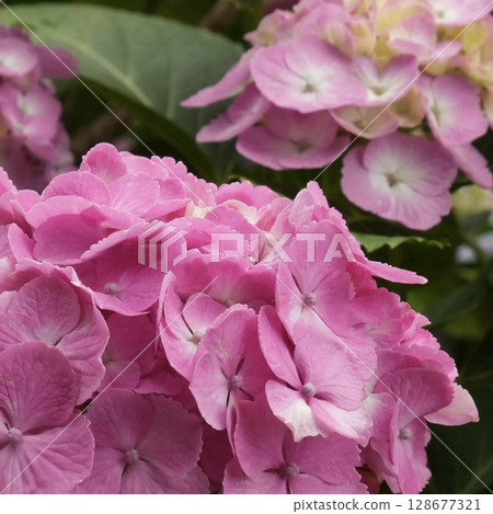 A close-up of vibrantly blooming, fluffy pink hydrangeas A close-up of vibrantly blooming, fluffy pink hydrangeas 128677321