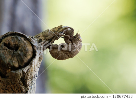 The shell of a molted cicada The shell of a molted cicada 128677433