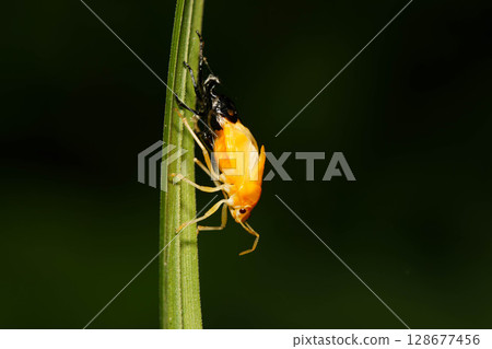 A red-striped stink bug molting in the shade of leaves A red-striped stink bug molting in the shade of leaves 128677456