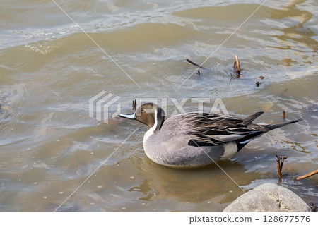 Male pintail duck resting by the water 128677576