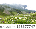 富良野岳橫斷步道上盛開的阿留申群島花 128677747