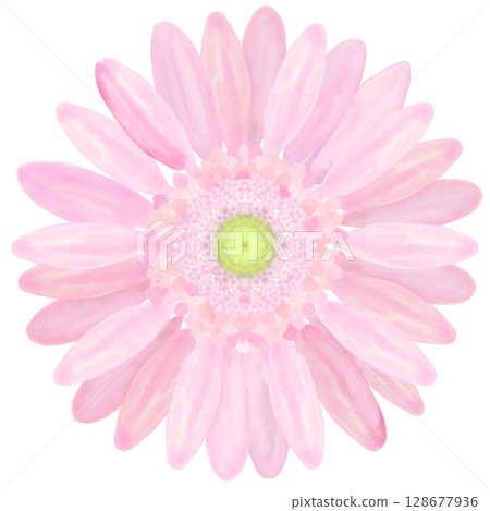 非洲菊（水彩風格） 128677936