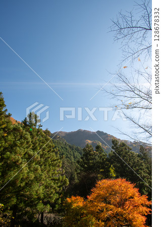 秋季晴朗的藍天和秋葉,秩父山林風景 秋季晴朗的藍天和秋葉,秩父山林風景 128678332
