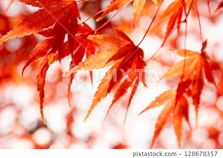 Autumn maple leaves in Chichibu city - vibrant red and orange natural background in autumn Autumn maple leaves in Chichibu city - vibrant red and orange natural background in autumn 128678357