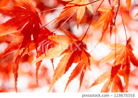 秩父市的秋楓葉 — — 秋天鮮豔的紅色和橙色自然背景 128678358