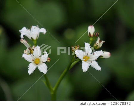 [日本的高山植物] 岩銀杏 128678372