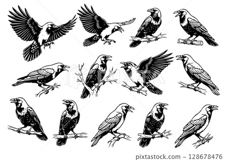 Diverse illustrations of crows in various poses, suitable for nature, spooky, or intellectual themes. Birds. 128678476