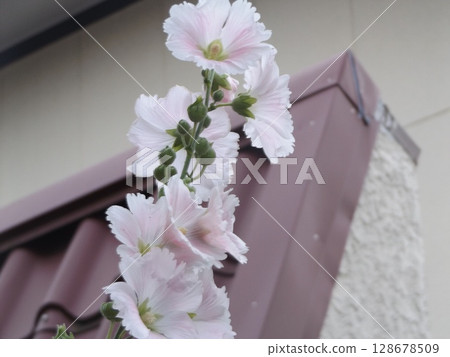 今年,蜀葵的白色大花盛開。 今年,蜀葵的白色大花盛開。 128678509