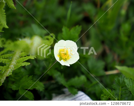 [Japan's alpine plants] Aleutiana (rare cart/children's cart) 128678672