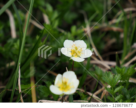 [Japan's alpine plants] Aleutiana (rare cart/children's cart) 128678677