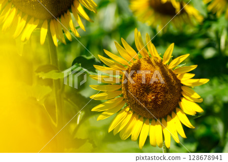 Blooming sunflower 128678941