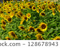 Sunflower field in full bloom 128678943