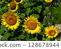 A landscape of sunflowers of different sizes blooming side by side 128678944
