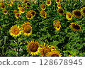In a sunflower field 128678945